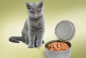 Cat and tuna tin