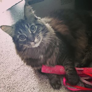 My big, fluffy cat and his stuffed kicker toy, pretending to be innocent and adorable
