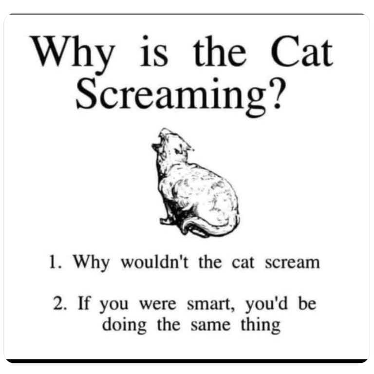 A black and white drawing of a cat. Over the cat is the question "Why is the cat screaming?" Beneath the cat is a list. 1. Why wouldn't the cat scream? 2. If you were smart, you'd be doing the same thing.